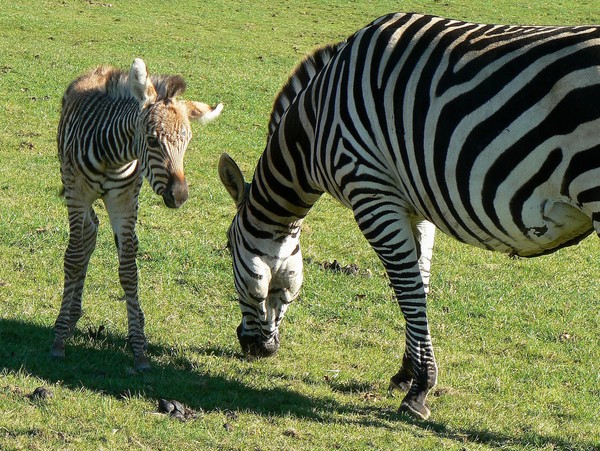 The foal and mother Mimi 